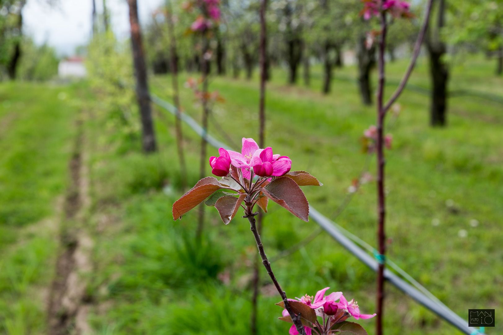 fiore agrialpi b&b agriturismo